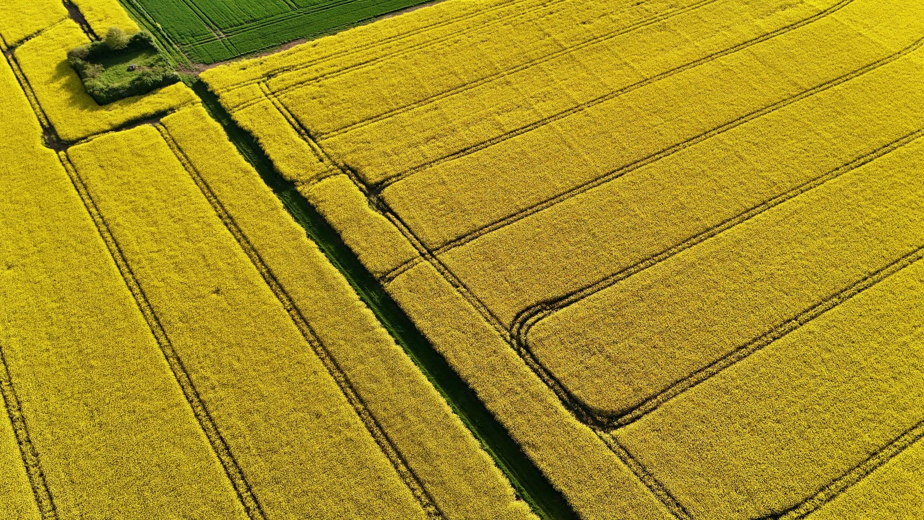 Parcelle de colza vue du ciel