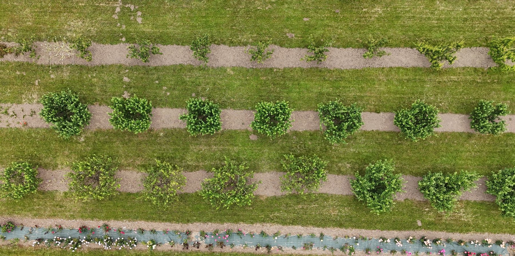 Comptage de végétation par drone